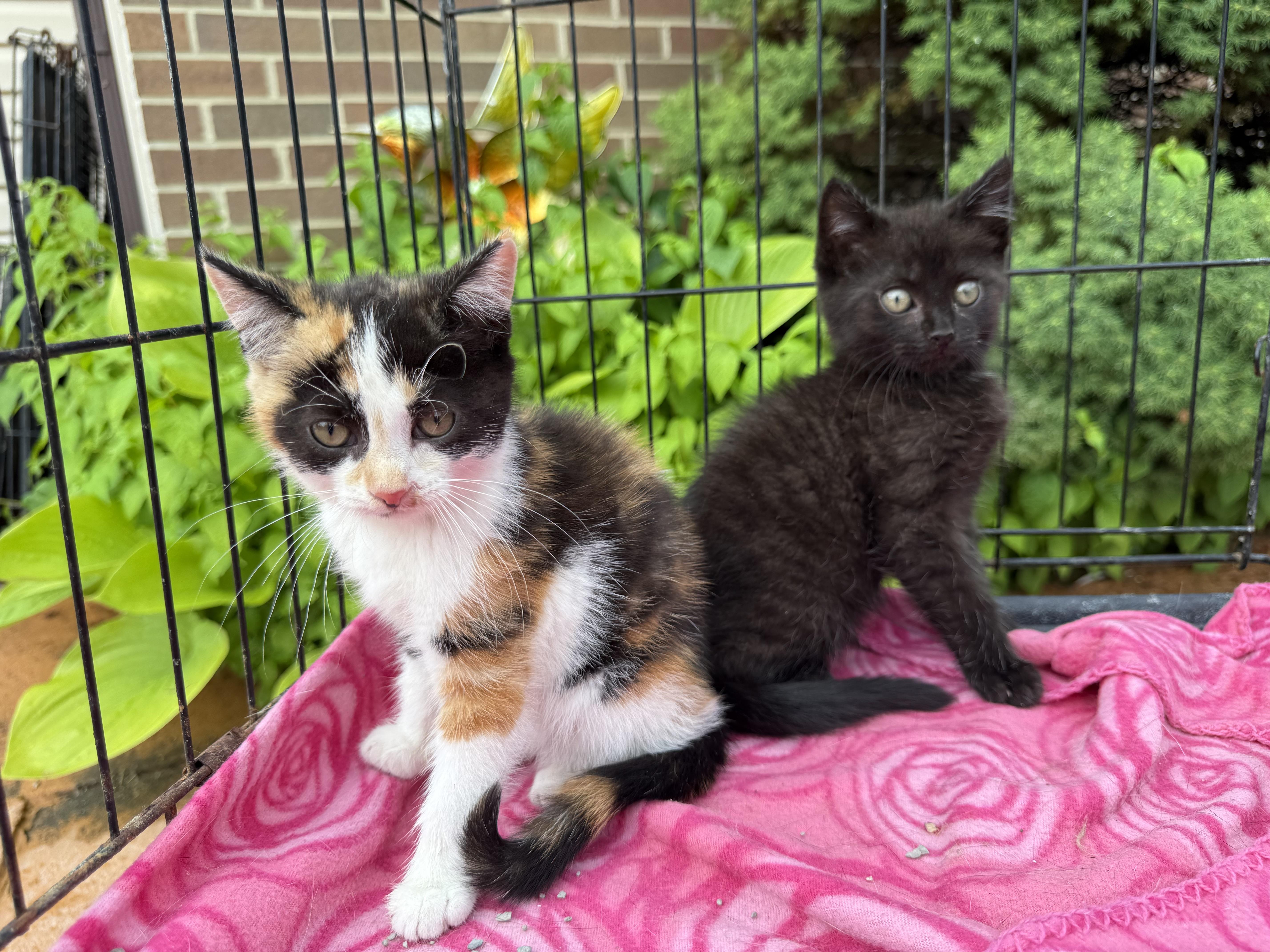 Lindsey and Stitch, Adopted, Kitten Female Domestic Short Hair.