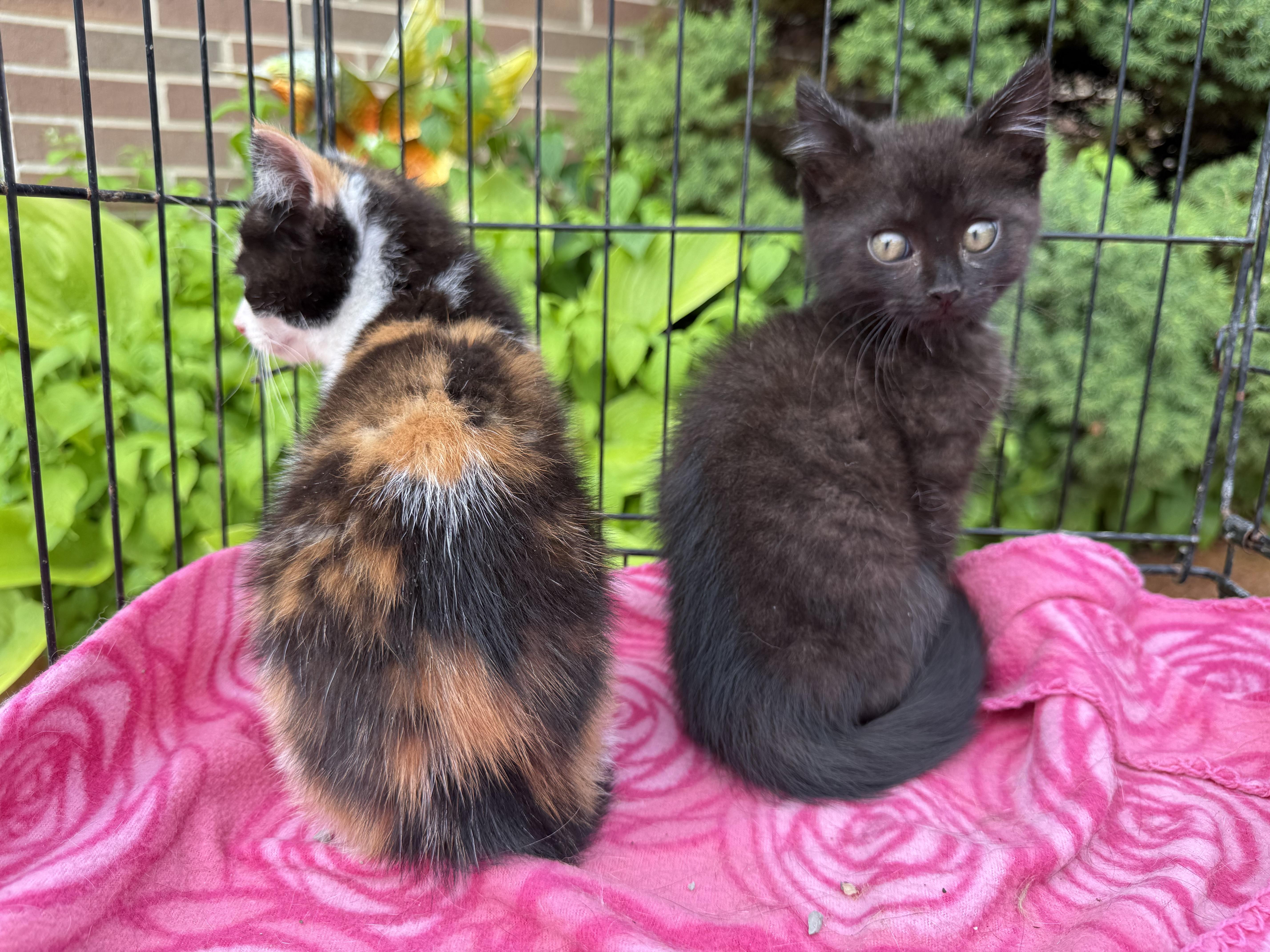 Enlarge Lindsey and Stitch, a Adopted Domestic Short Hair in Atwater, OH image 2/2