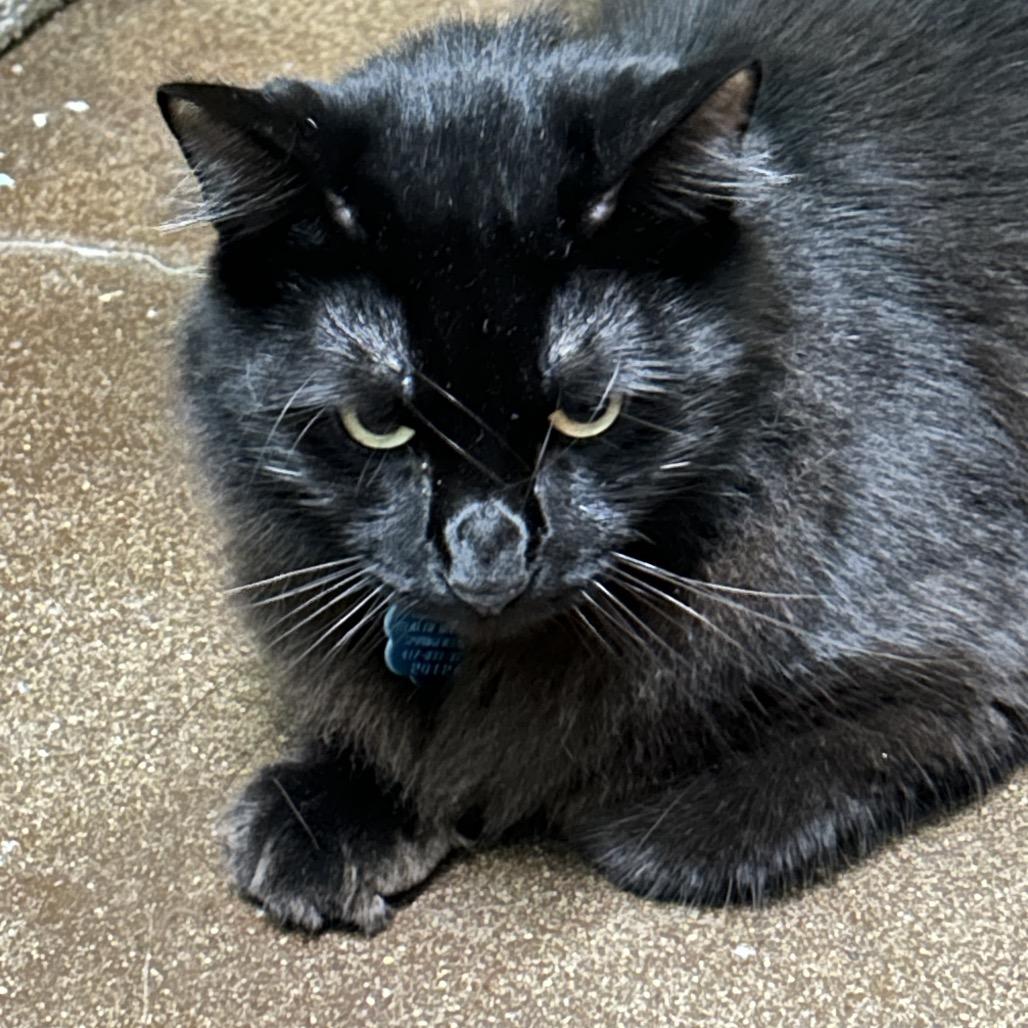 Silky and Hey Hey, Adoptable, Adult Male Domestic Long Hair.