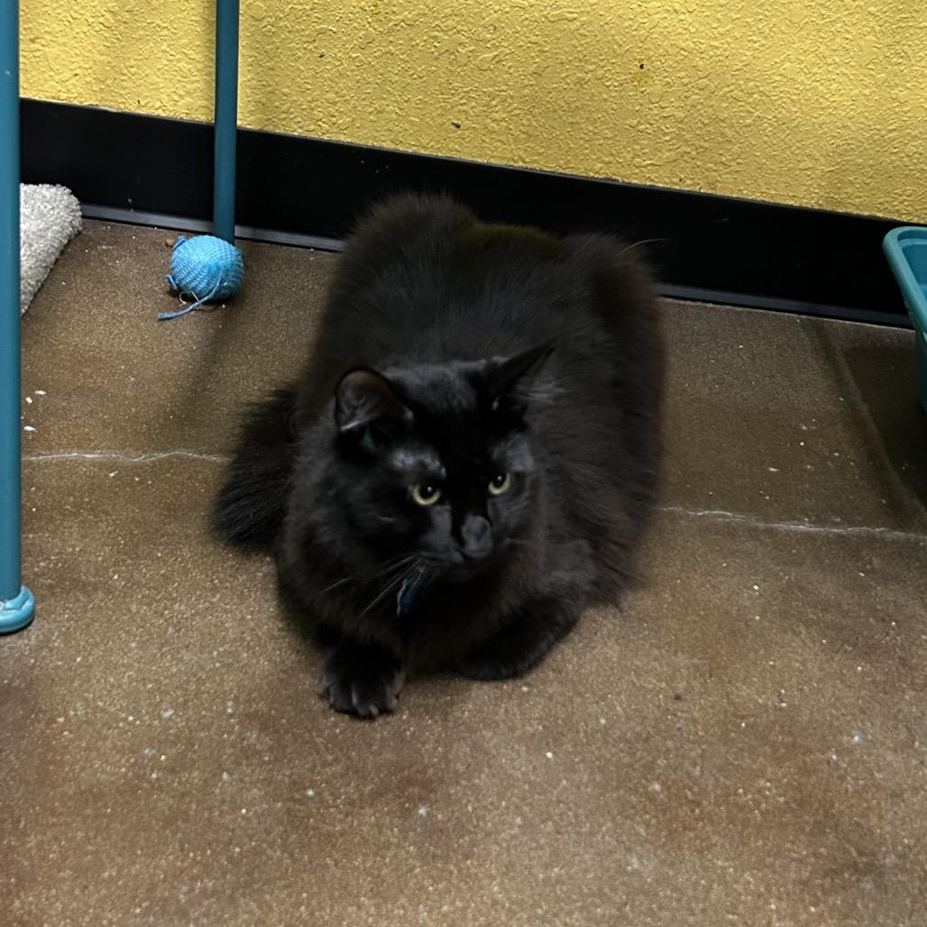 Enlarge Silky and Hey Hey, a Adoptable Domestic Long Hair in Springfield, MO image 3/6