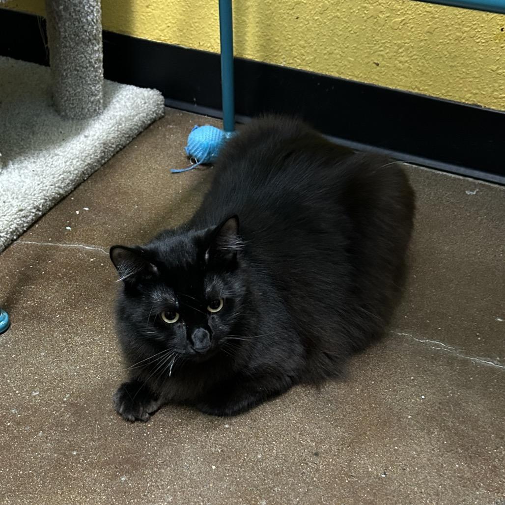 Enlarge Silky and Hey Hey, a Adoptable Domestic Long Hair in Springfield, MO image 4/6