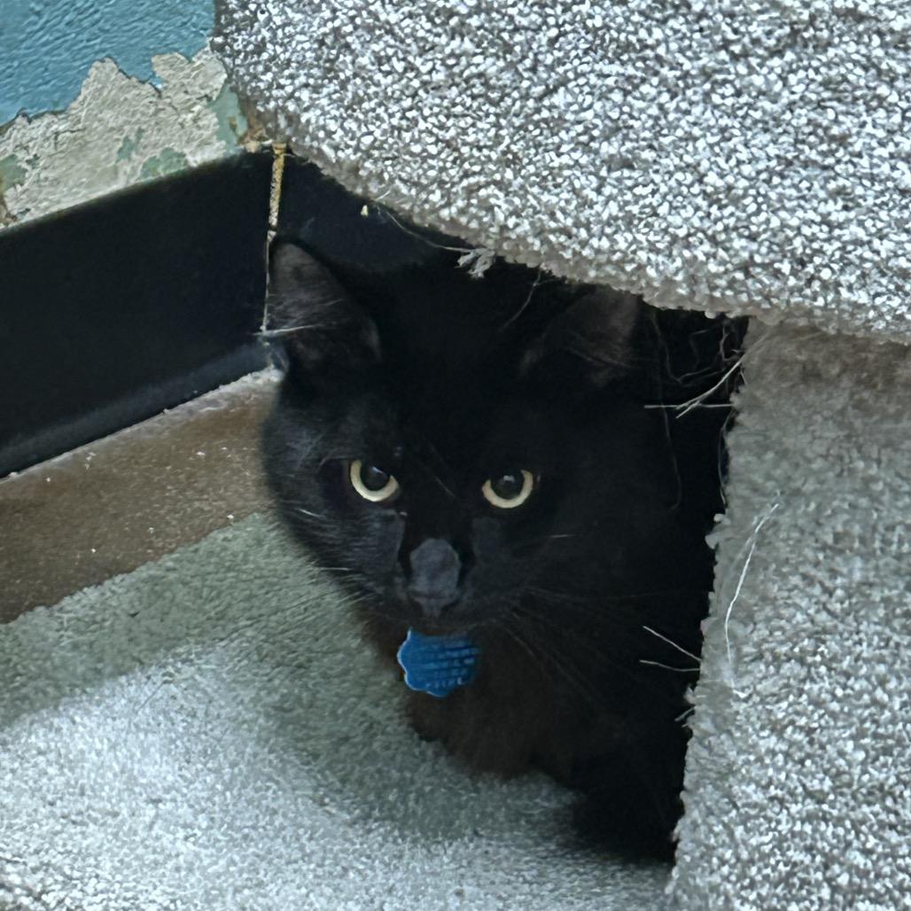 Enlarge Silky and Hey Hey, a Adoptable Domestic Long Hair in Springfield, MO image 6/6