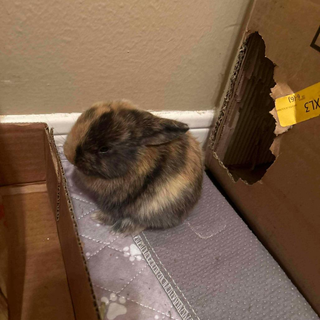 Enlarge Cinnabun, a Adoptable American in The Woodlands, TX image 1/2