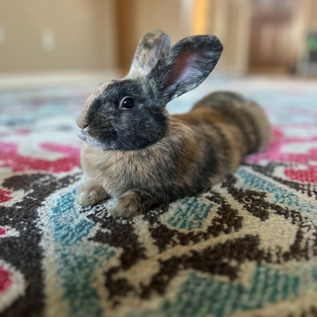 Enlarge Cinnabun, a Adoptable American in The Woodlands, TX image 2/2