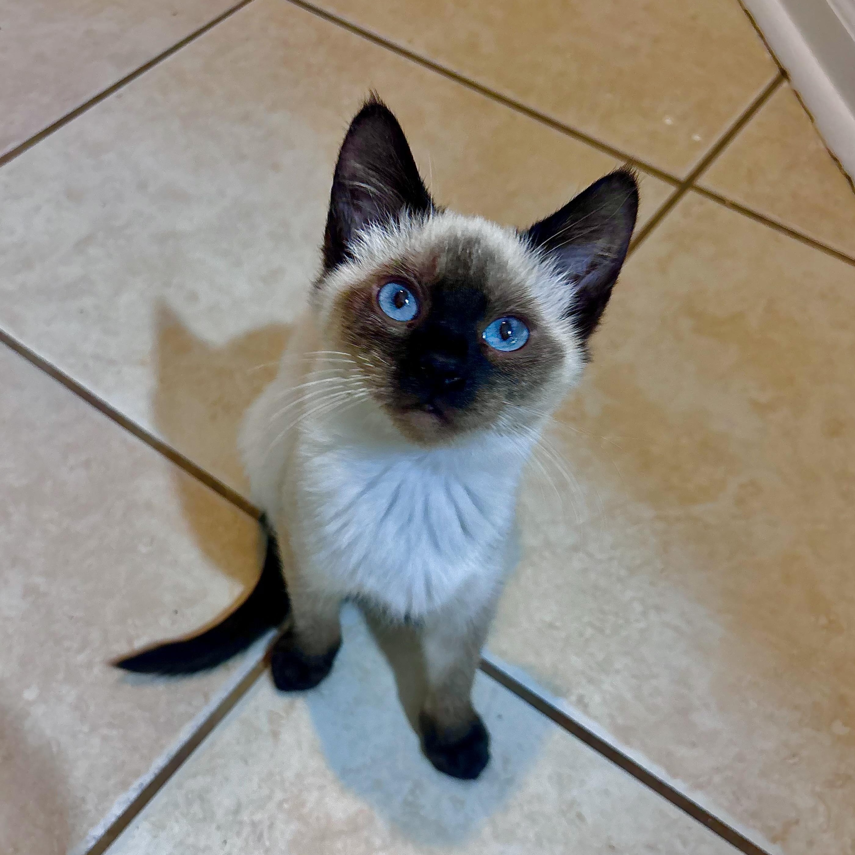 Twix, adopted, Kitten Female Siamese.