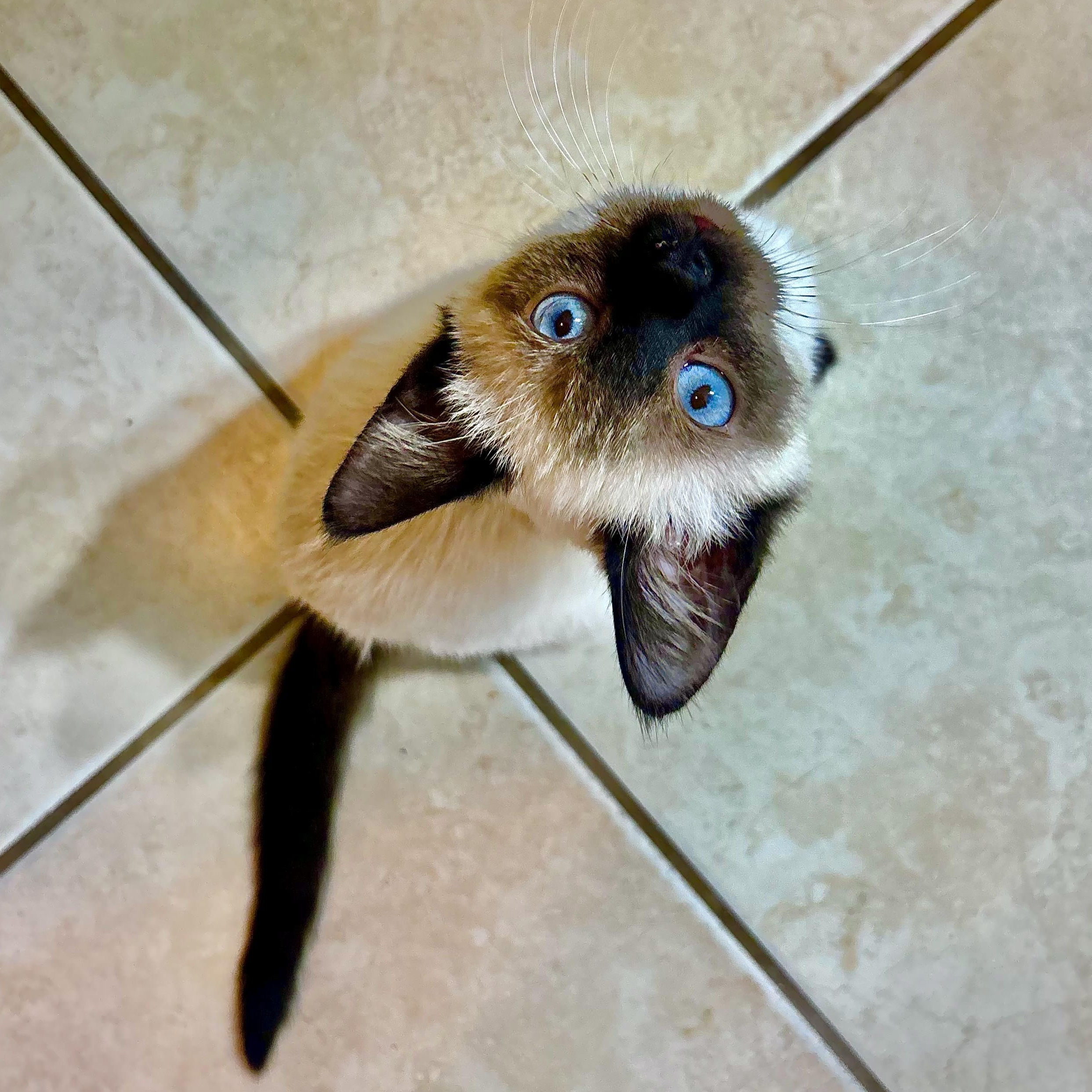 Enlarge Twix, an adopted Siamese in Warrenville, IL image 2/4
