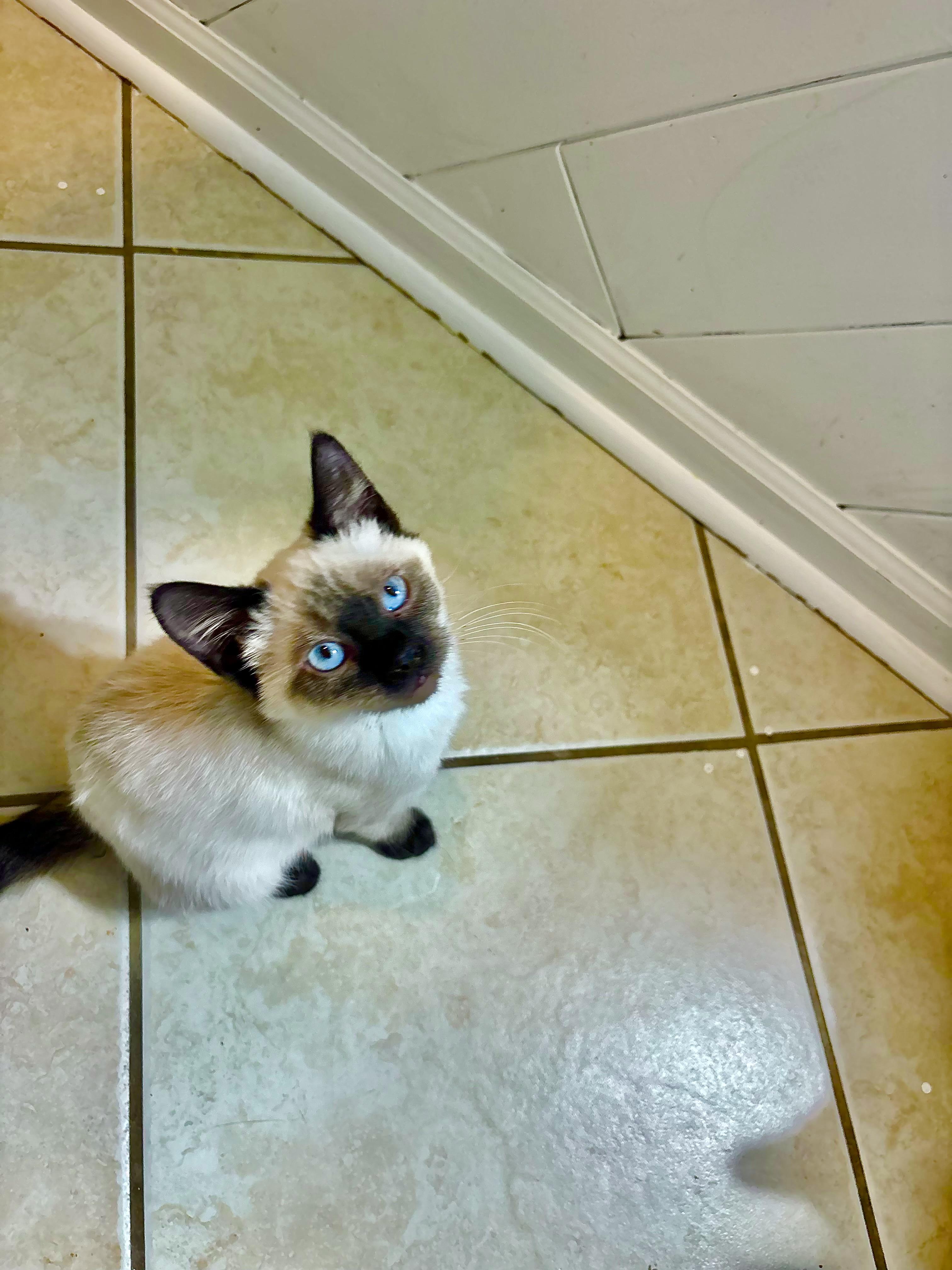 Enlarge Twix, an adopted Siamese in Warrenville, IL image 3/4