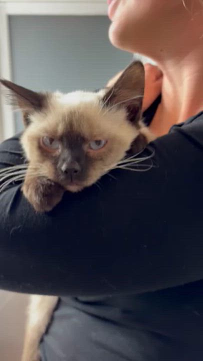 Enlarge Twix, an adopted Siamese in Warrenville, IL video 4/4