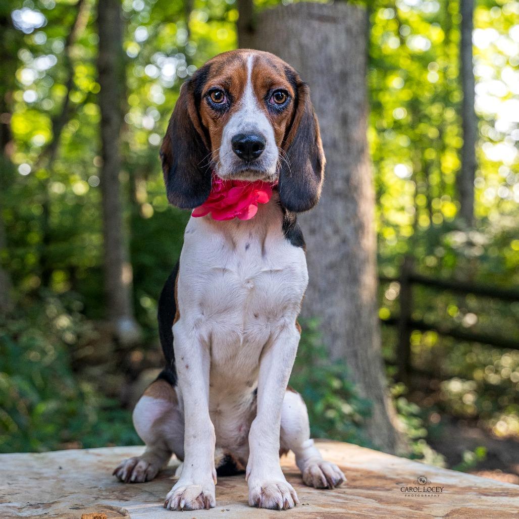 Josephine, Adoptable, Young Female Beagle.