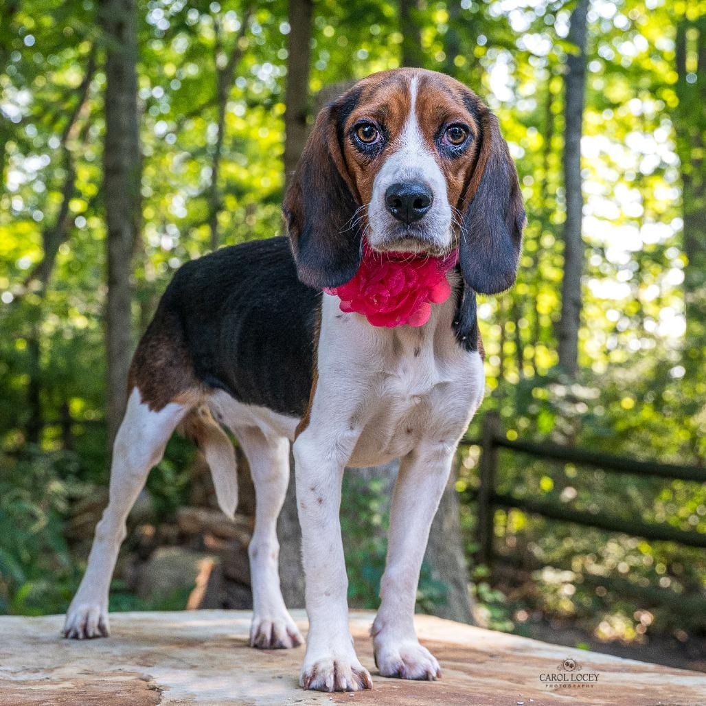 Enlarge Josephine, a Adoptable Beagle in Cincinnati, OH image 2/5