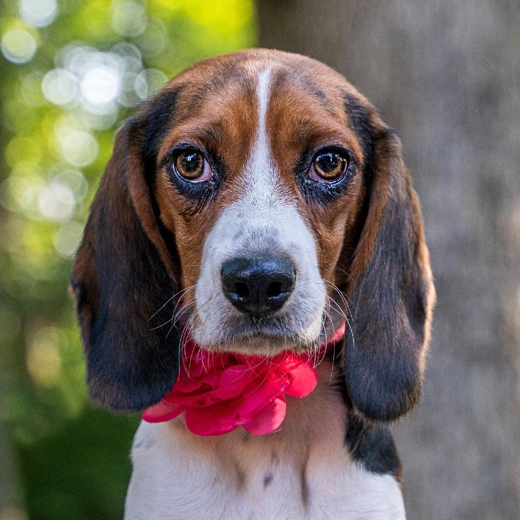 Enlarge Josephine, a Adoptable Beagle in Cincinnati, OH image 3/5