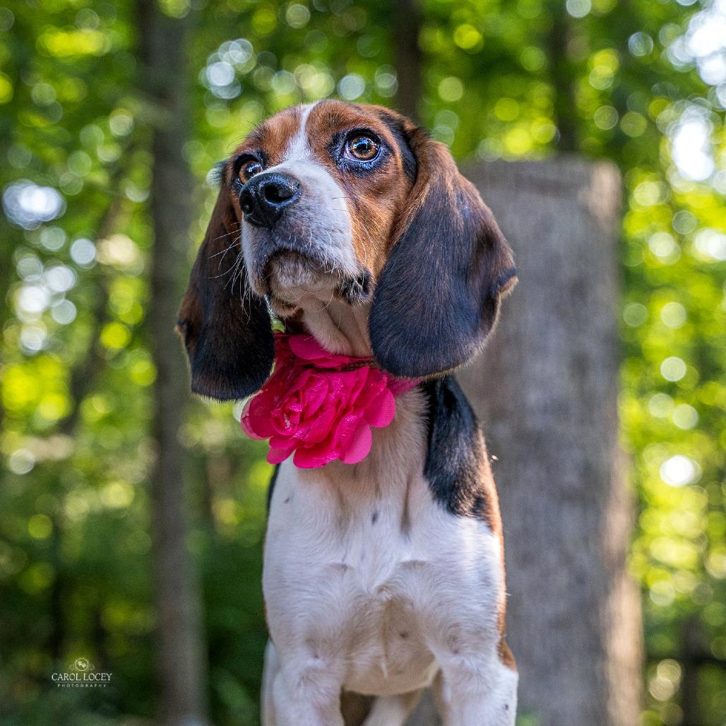 Enlarge Josephine, a Adoptable Beagle in Cincinnati, OH image 4/5