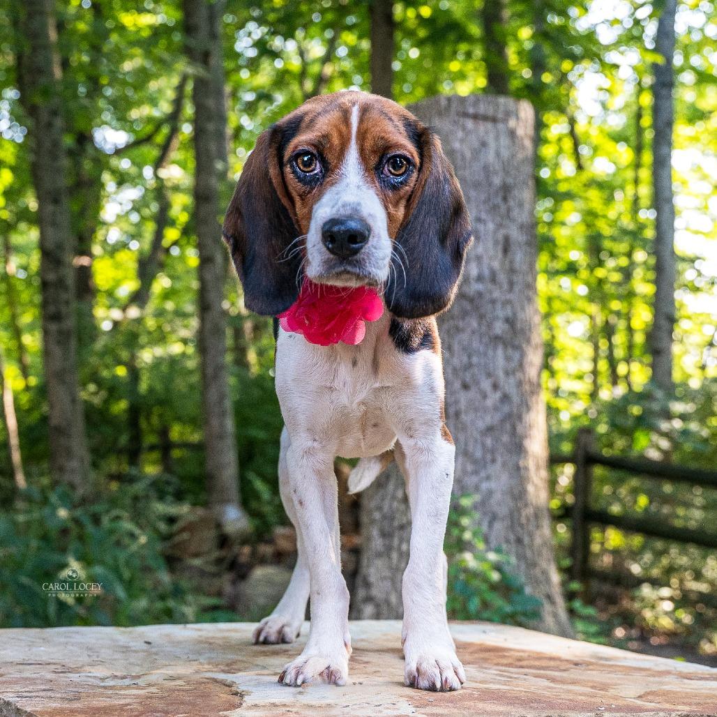 Enlarge Josephine, a Adoptable Beagle in Cincinnati, OH image 5/5