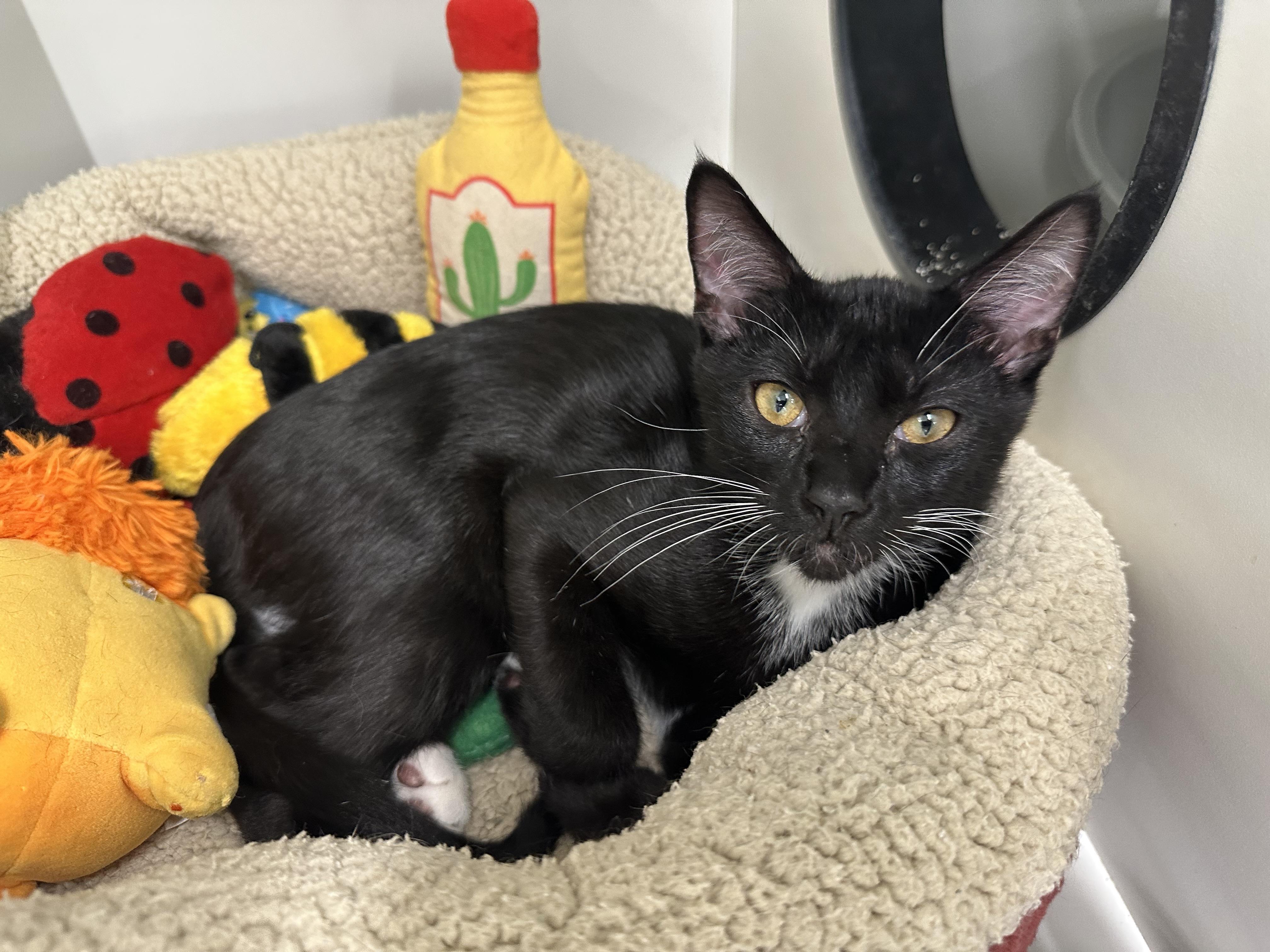 Sir Purr, Adoptable, Kitten Male Domestic Short Hair.