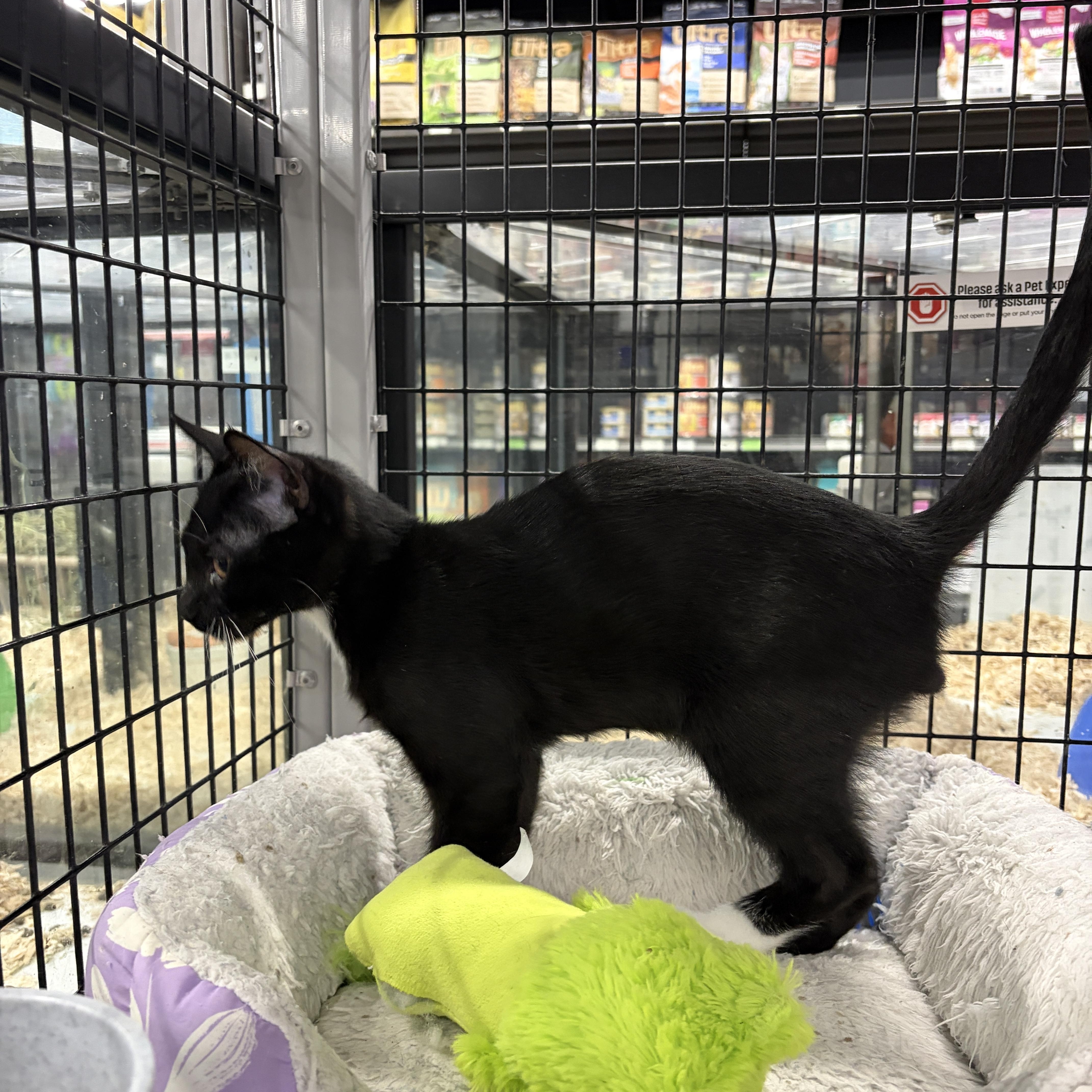 Enlarge Sir Purr, a Adoptable Domestic Short Hair in Easley, SC image 4/5