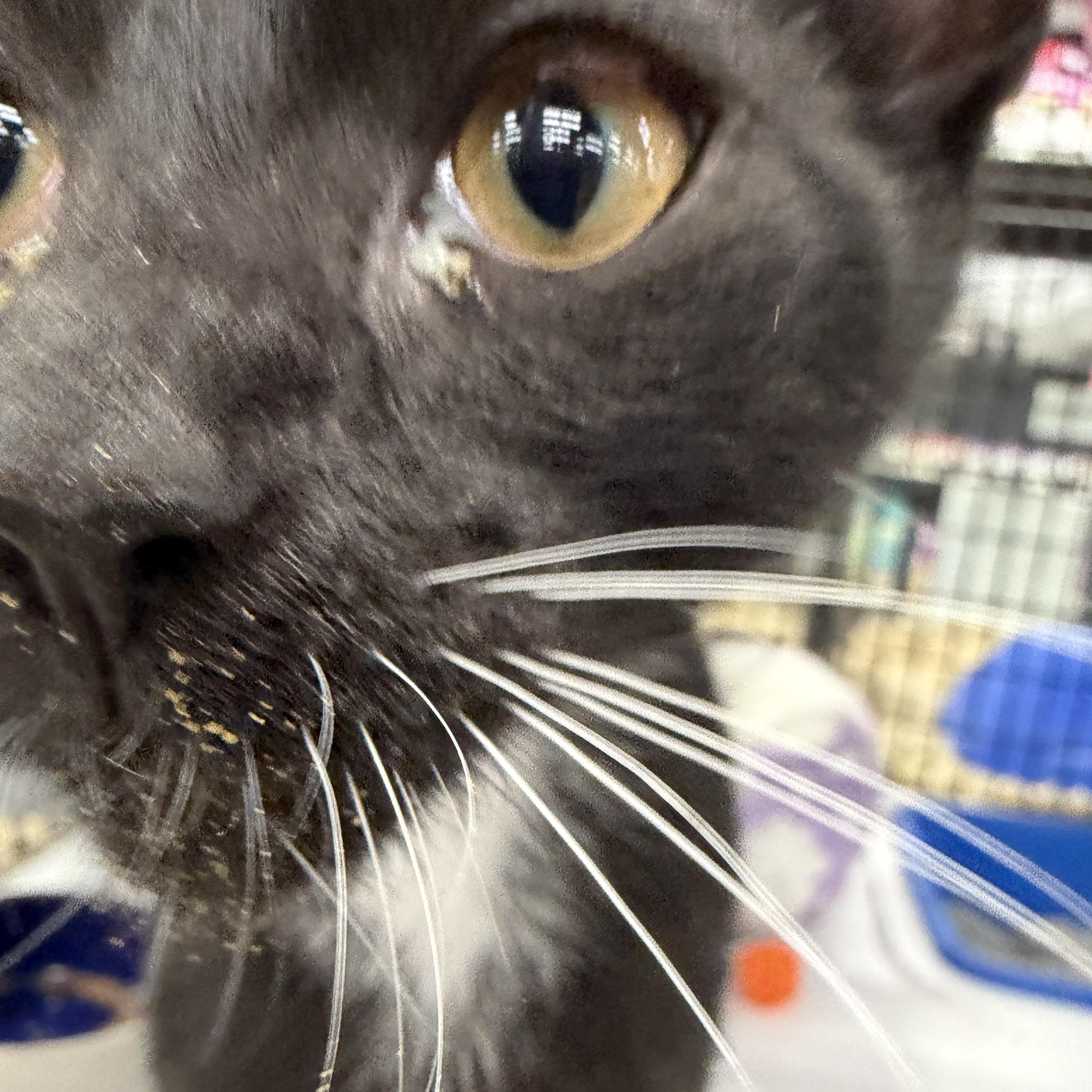 Enlarge Sir Purr, a Adoptable Domestic Short Hair in Easley, SC image 2/5
