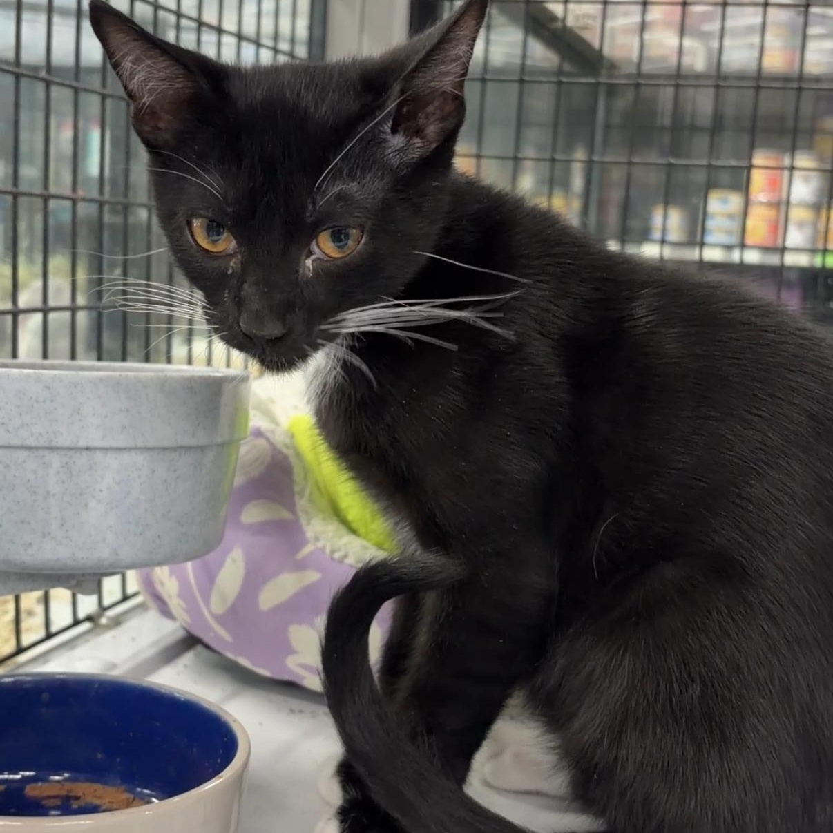 Enlarge Sir Purr, a Adoptable Domestic Short Hair in Easley, SC image 5/5