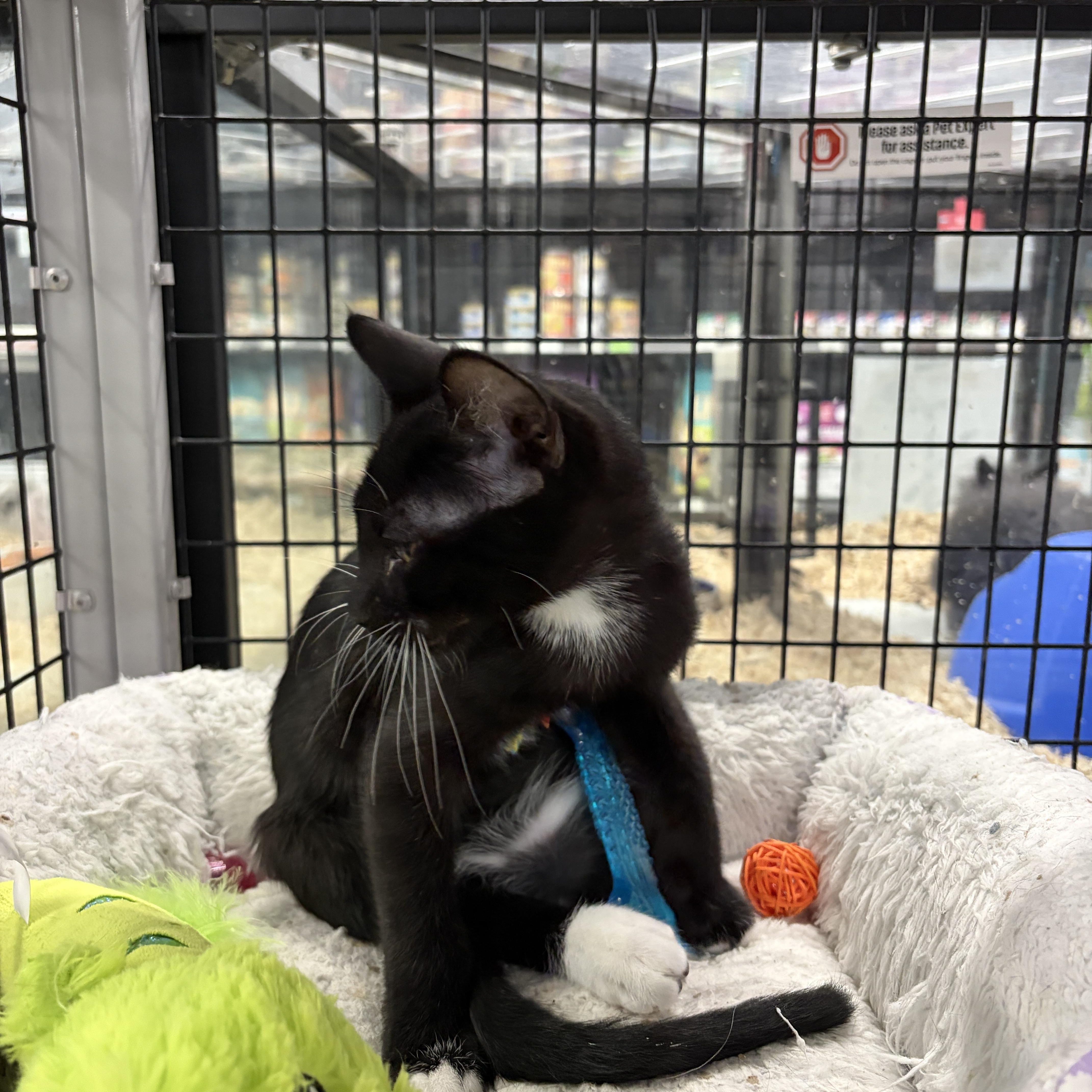 Enlarge Sir Purr, a Adoptable Domestic Short Hair in Easley, SC image 3/5
