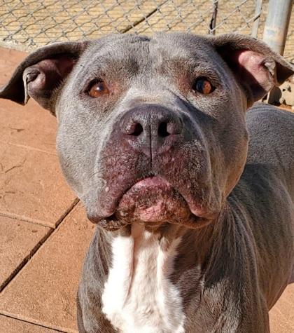 Zola, Adoptable, Adult Female Terrier & Mixed Breed.