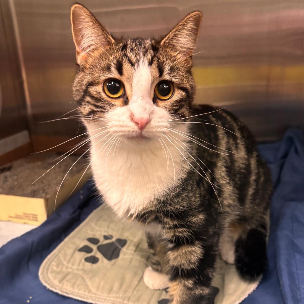 Olive, Adoptable, Young Female Domestic Short Hair.