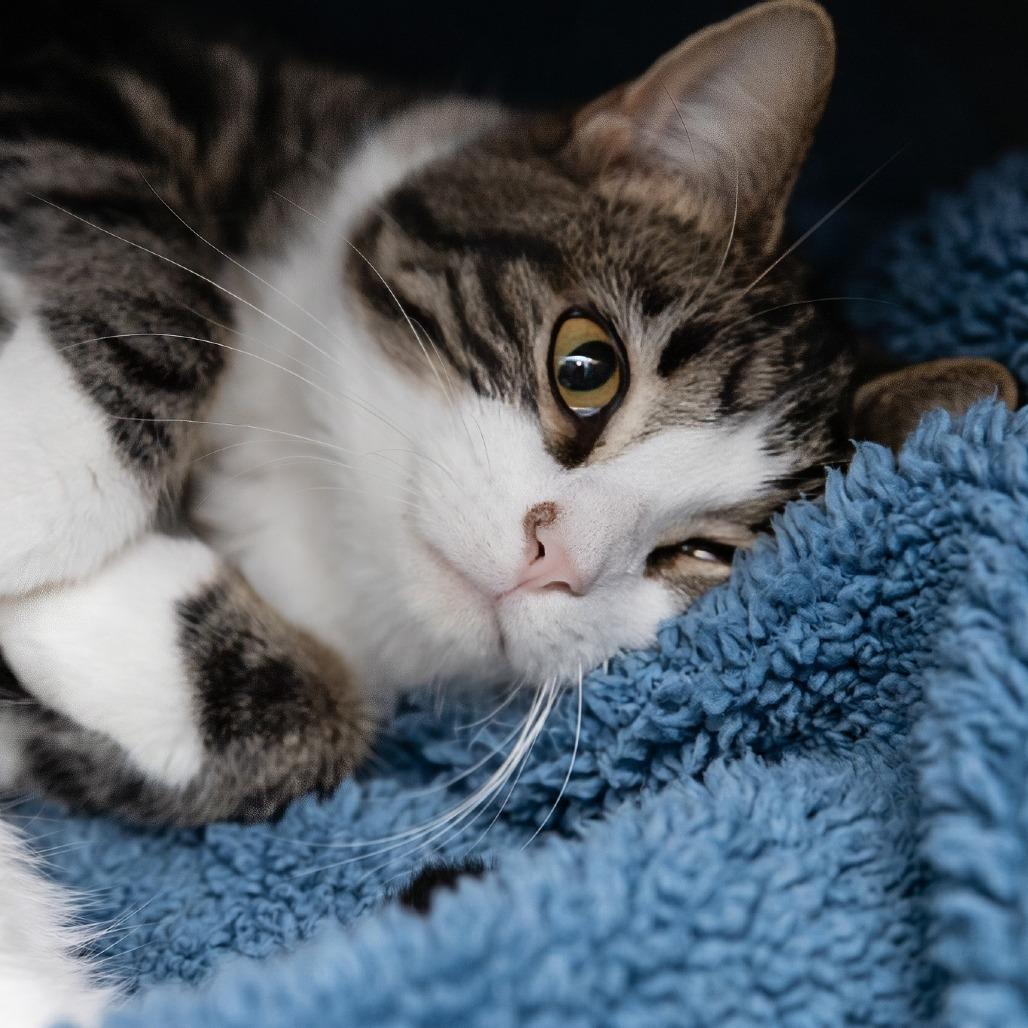 Enlarge Olive, a Adoptable Domestic Short Hair in Belleville, IL image 2/5