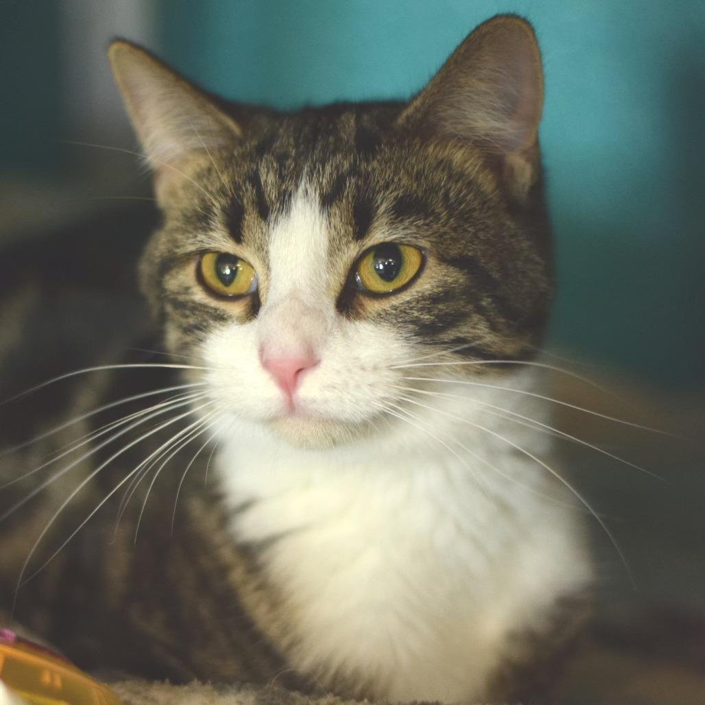 Enlarge Olive, a Adoptable Domestic Short Hair in Belleville, IL image 3/5