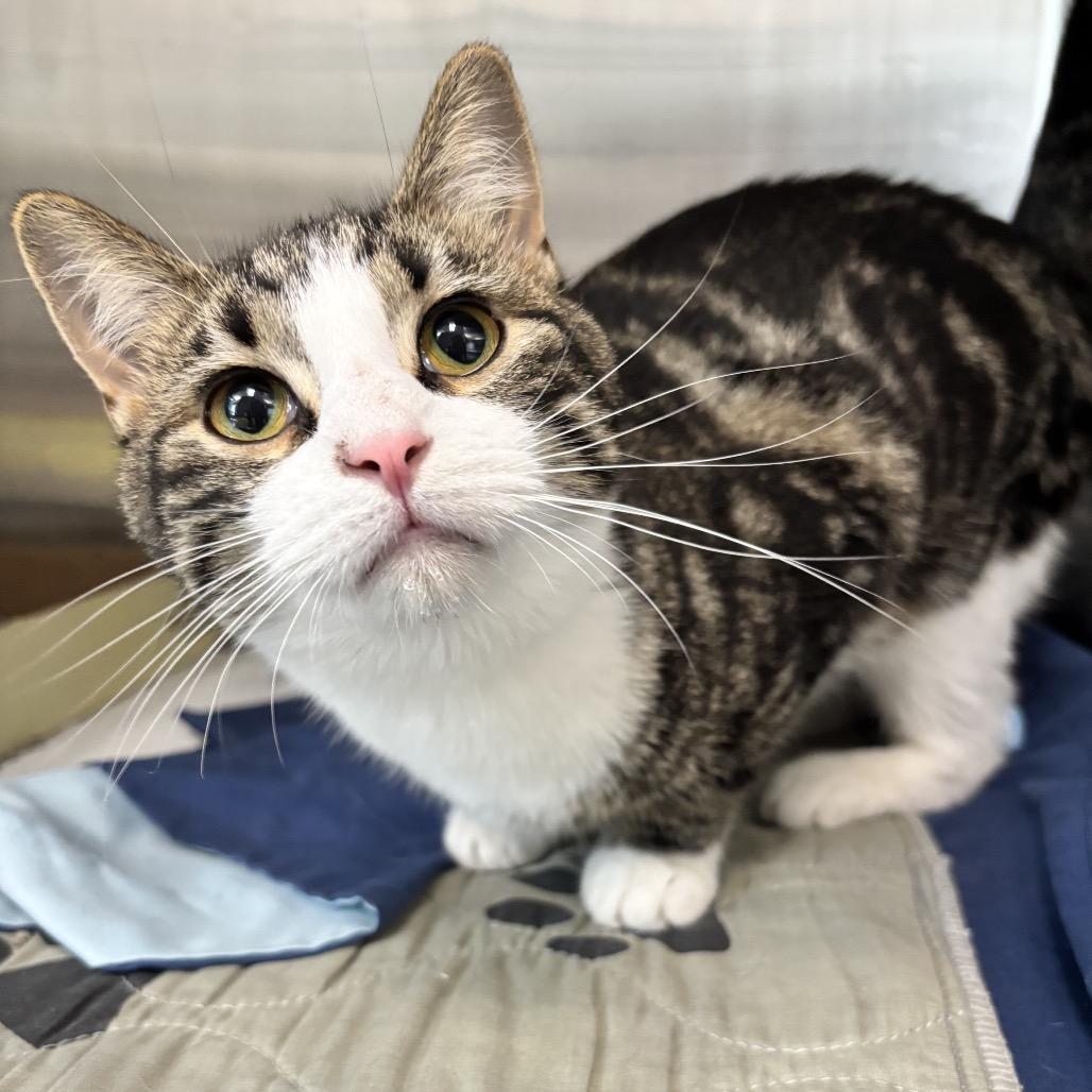 Enlarge Olive, a Adoptable Domestic Short Hair in Belleville, IL image 4/5
