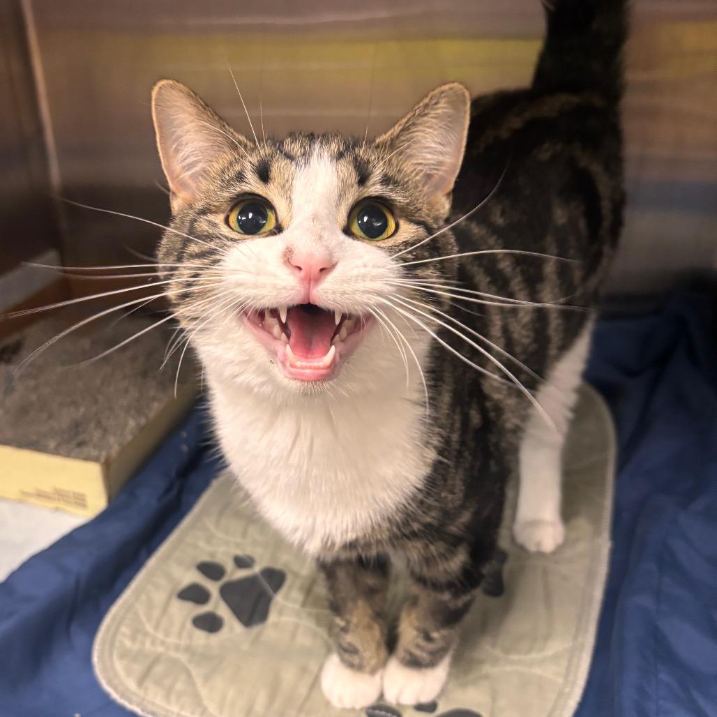 Enlarge Olive, a Adoptable Domestic Short Hair in Belleville, IL image 5/5