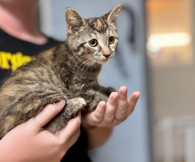 Enlarge Teagan, a Adoptable Domestic Short Hair in Wooster, OH image 1/1