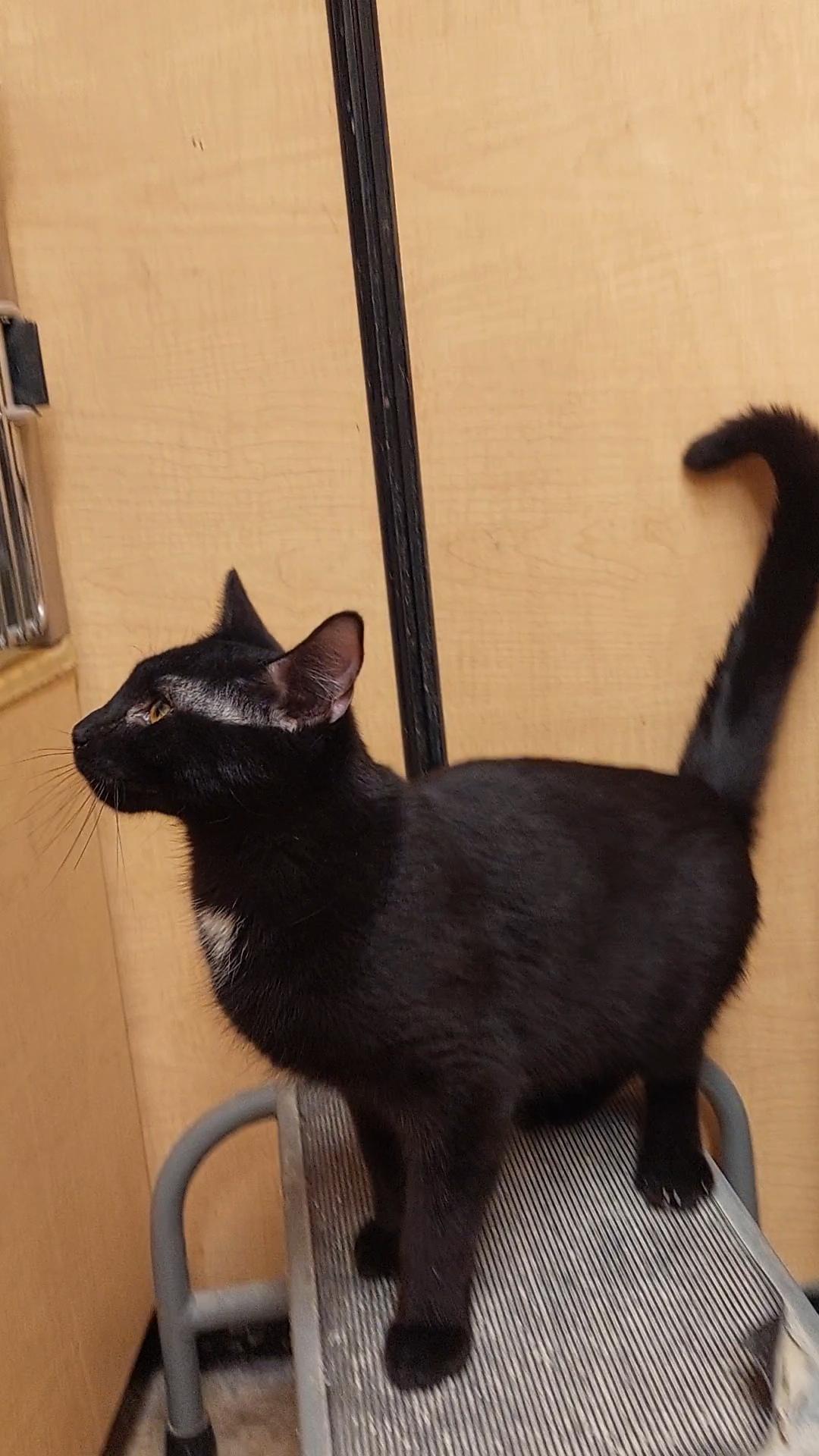 Enlarge Kadon, an adopted Domestic Short Hair in Gerrardstown, WV image 6/6