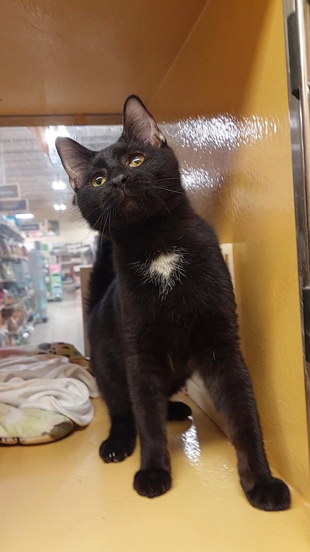 Enlarge Kadon, an adopted Domestic Short Hair in Gerrardstown, WV image 4/6