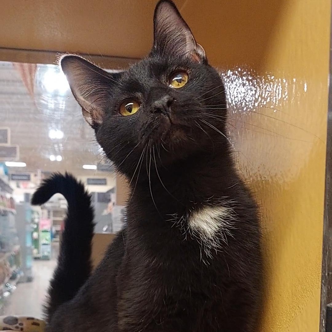 Kadon, adopted, Young Male Domestic Short Hair.