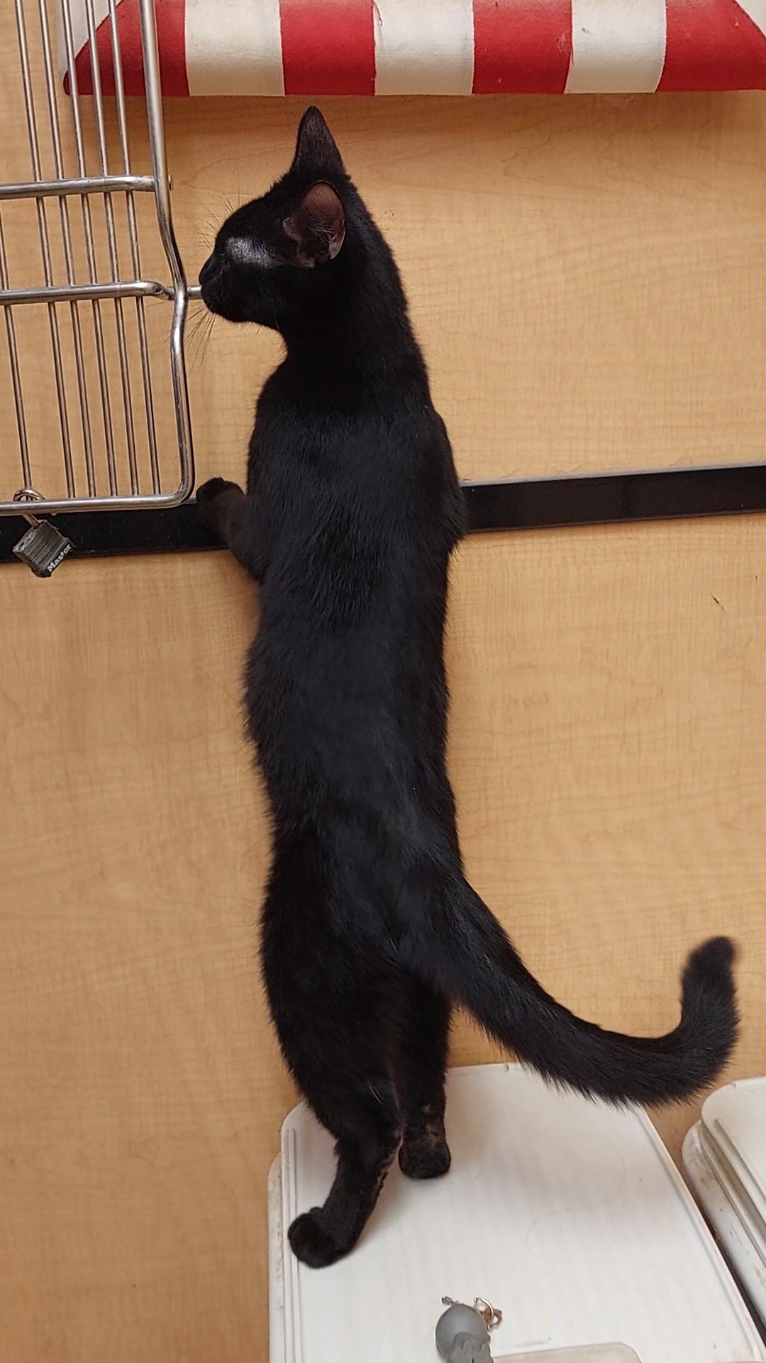 Enlarge Kadon, an adopted Domestic Short Hair in Gerrardstown, WV image 5/6