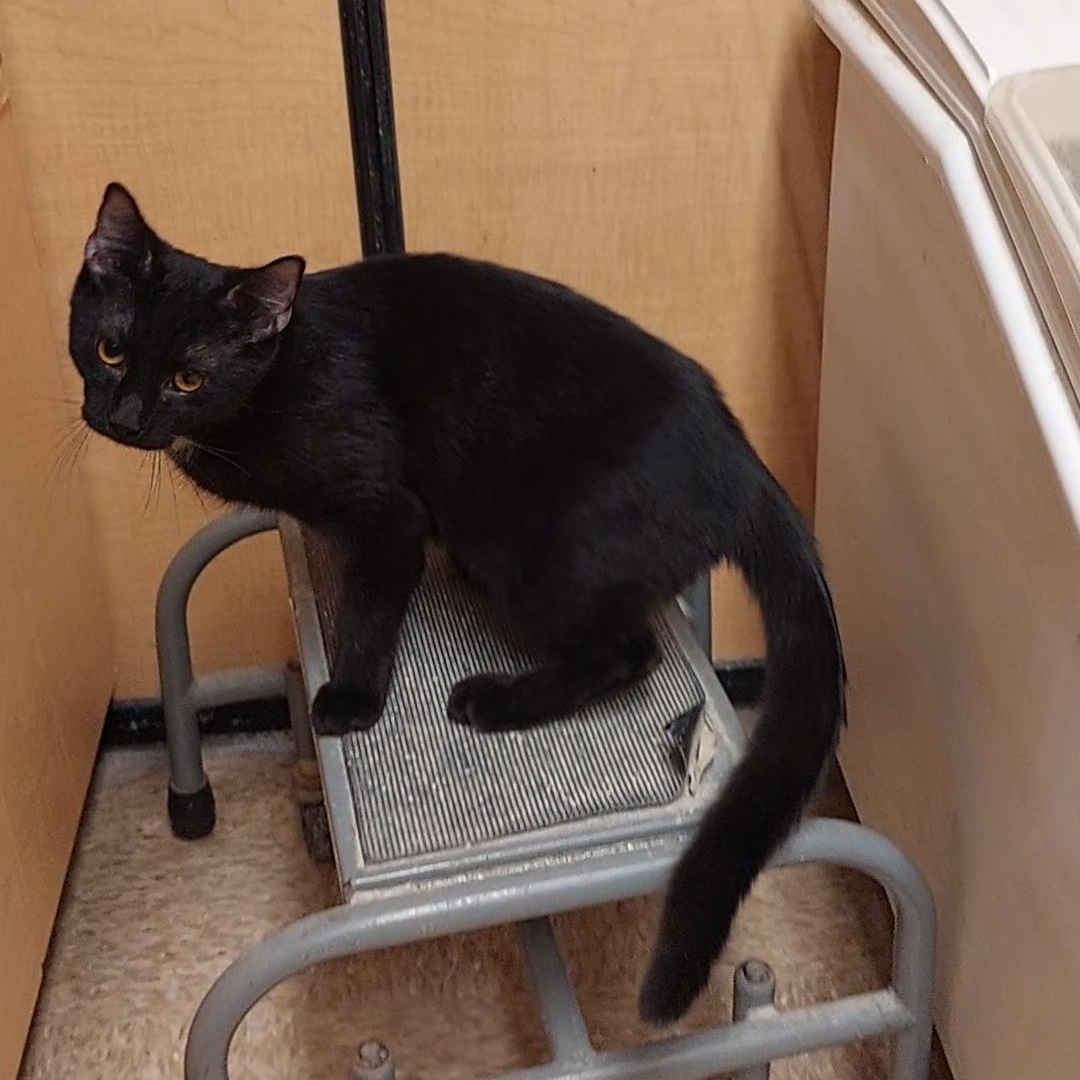 Enlarge Kadon, an adopted Domestic Short Hair in Gerrardstown, WV image 2/6