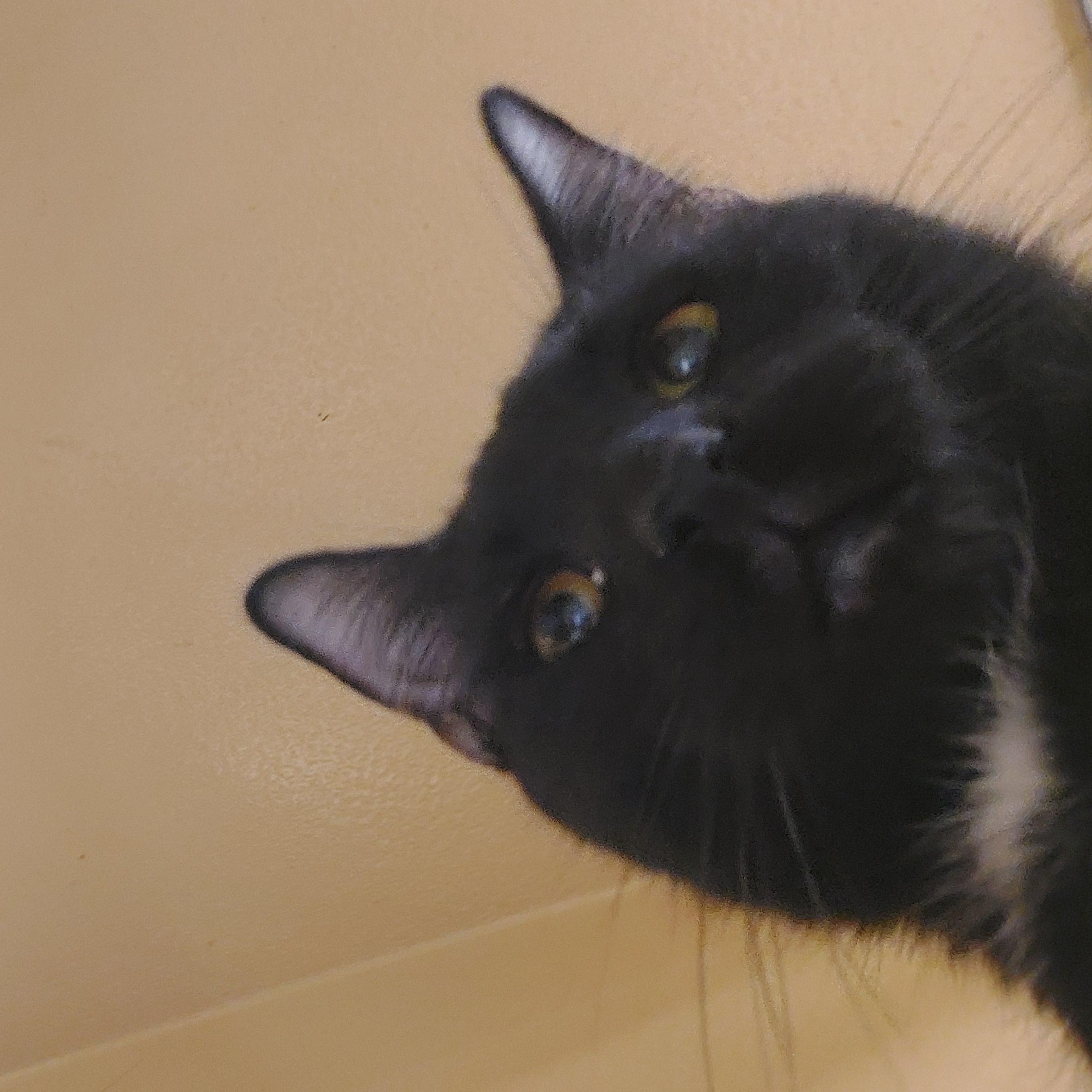 Enlarge Kadon, an adopted Domestic Short Hair in Gerrardstown, WV image 3/6