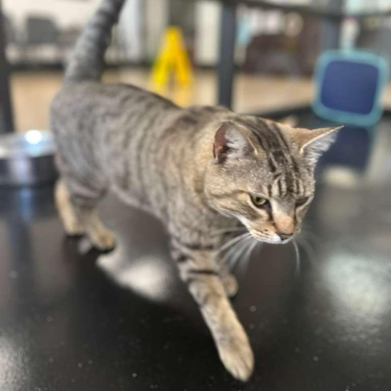 Angelou, a Adoptable Domestic Medium Hair in Gadsden, AL image 2/6