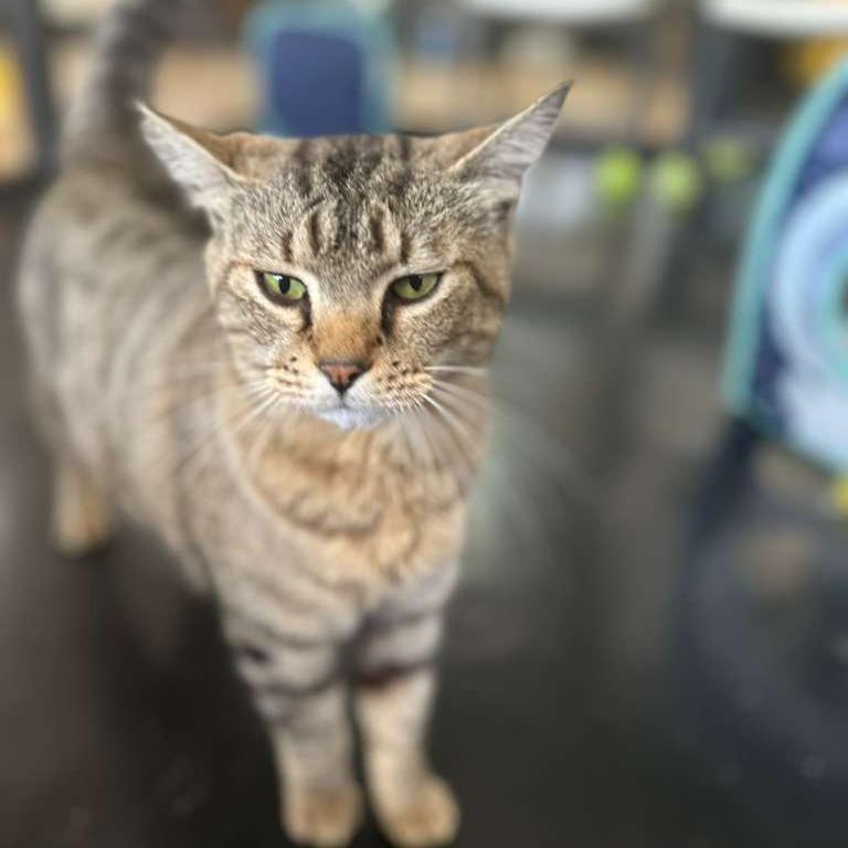 Angelou, a Adoptable Domestic Medium Hair in Gadsden, AL image 3/6