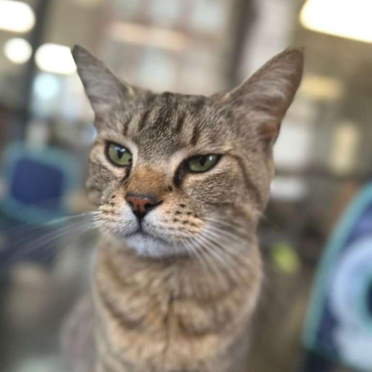 Angelou, a Adoptable Domestic Medium Hair in Gadsden, AL image 4/6