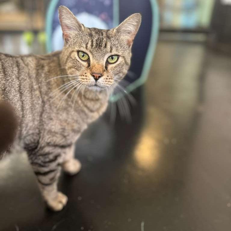 Angelou, a Adoptable Domestic Medium Hair in Gadsden, AL image 5/6