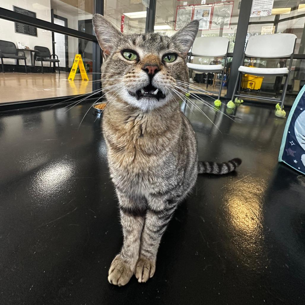Angelou, a Adoptable Domestic Medium Hair in Gadsden, AL image 6/6