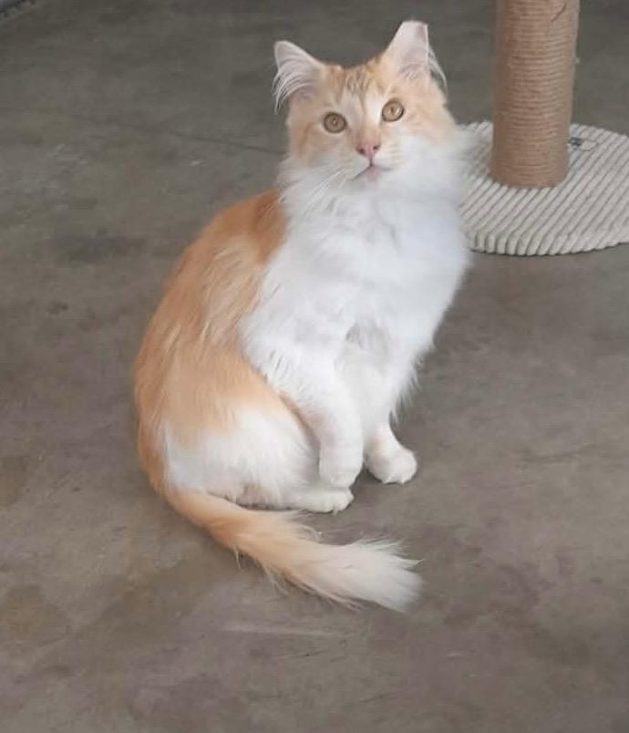 Starlon, Adoptable, Adult Female Domestic Medium Hair.