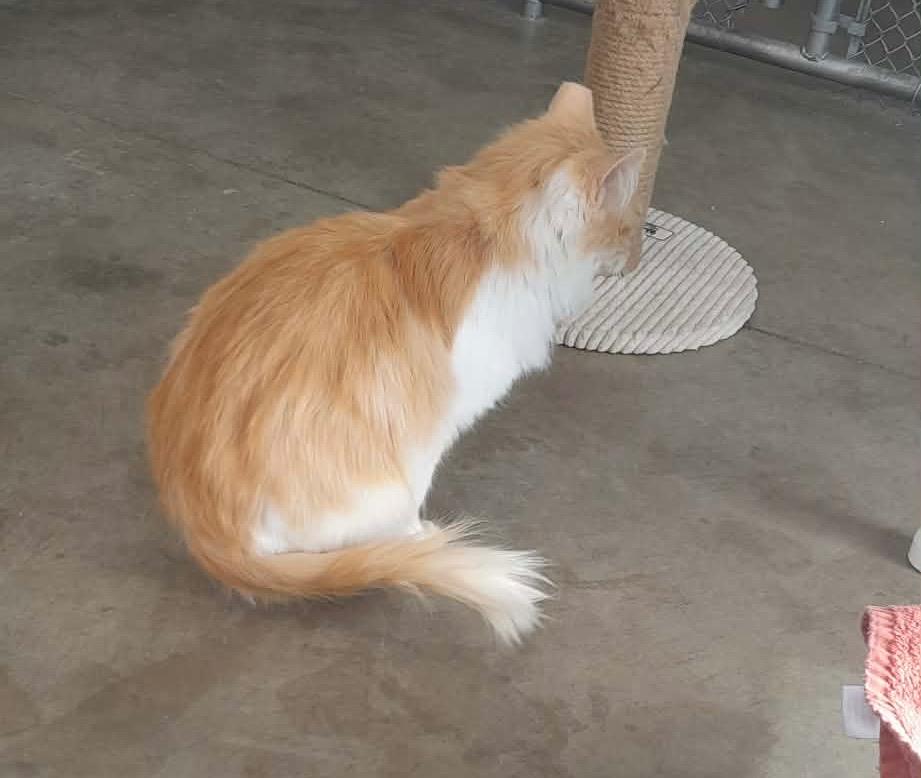 Enlarge Starlon, a Adoptable mixed breed in Syracuse, IN image 2/3