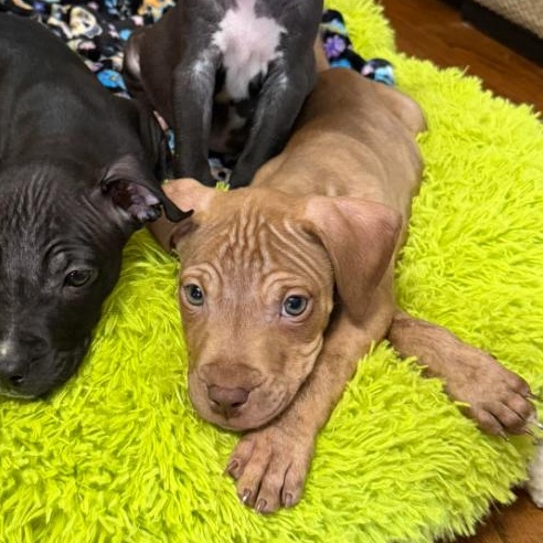 Enlarge Brave, an adopted mixed breed in Detroit, MI image 5/6