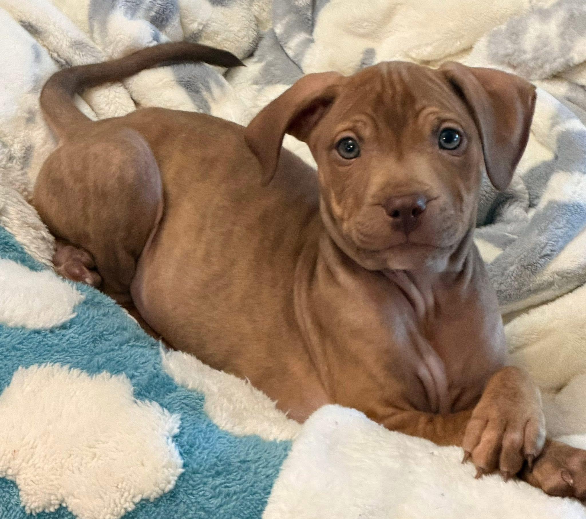 Enlarge Brave, an adopted mixed breed in Detroit, MI image 2/6