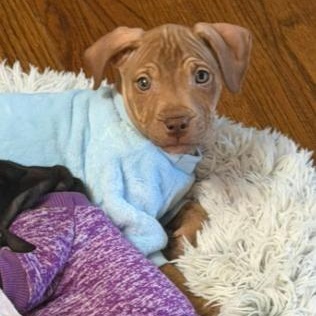 Enlarge Brave, an adopted mixed breed in Detroit, MI image 4/6