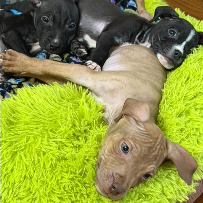 Enlarge Brave, an adopted mixed breed in Detroit, MI image 6/6