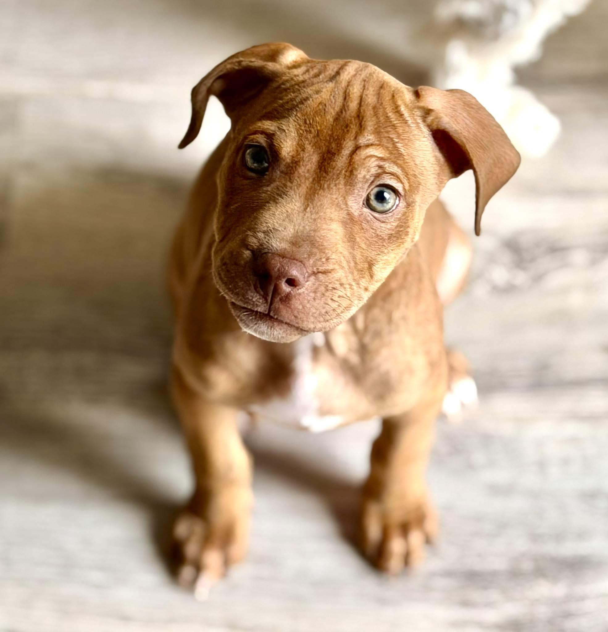 Enlarge Brave, an adopted mixed breed in Detroit, MI image 1/6