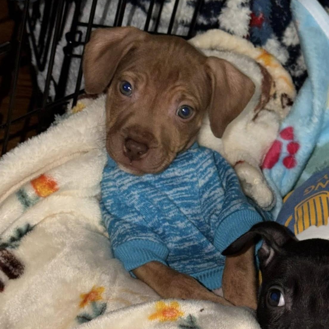 Enlarge Brave, an adopted mixed breed in Detroit, MI image 3/6