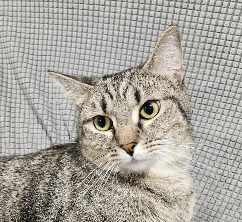 Kiwi, Adoptable, Young Female Domestic Short Hair & Tabby.
