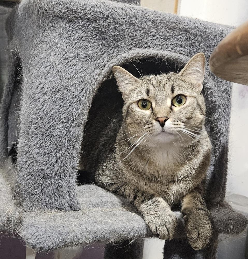 Enlarge Kiwi, a Adoptable mixed breed in Greensboro, NC image 2/4